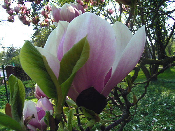 Fotos Magnolia x soulangiana - 